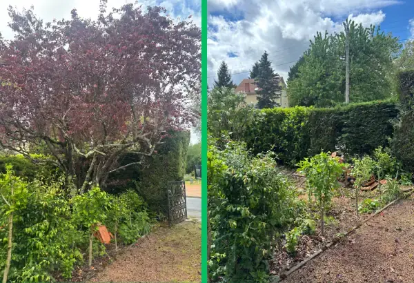 Abattage d arbres elaguer paysagiste allier vichy clermont saint germain des fosses 11