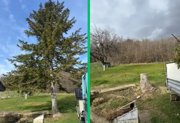 Abattage d arbres elagueur paysagiste allier vichy saint germain des fosses 1