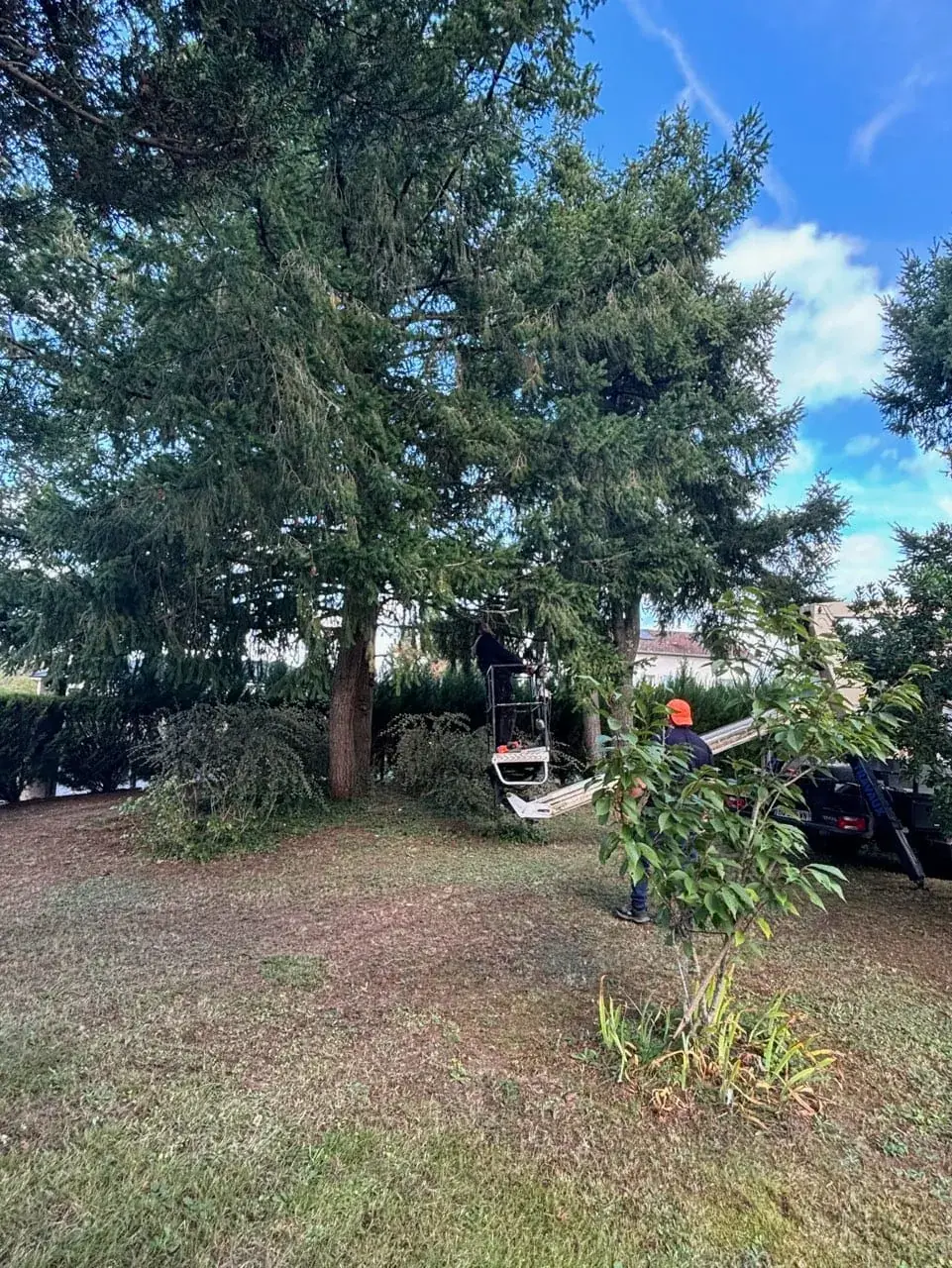 Elagueur paysagiste allier, élagage