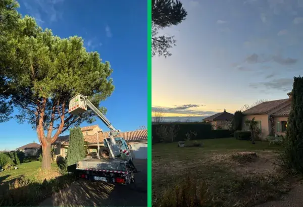 Realisation abattage d arbre avec nacelle