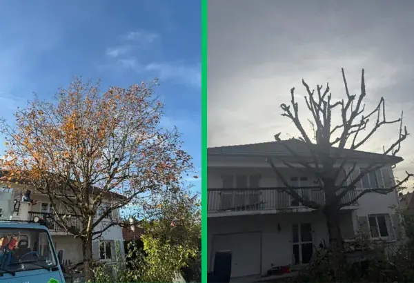 Realisation taille d arbre 2