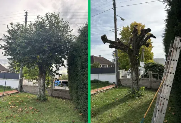 Realisation taille d arbre