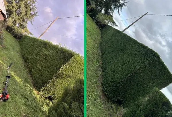 Realisation taille de haies