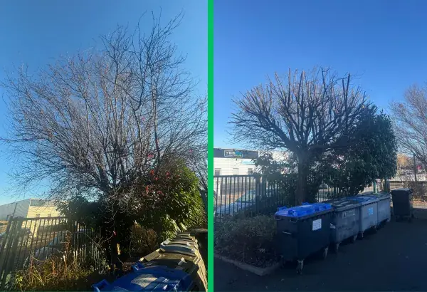 Taille d arbre elagueur paysagiste allier 3