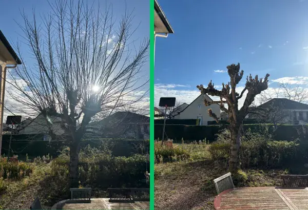 Taille d arbre elagueur paysagiste allier elagage puy de dome taille de haies debroussaillage entretien espaces verts taille d arbre allier vichy 6