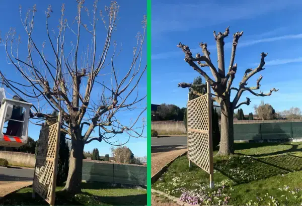 Taille d arbre elagueur paysagiste allier vichy saint germain des fossees 10