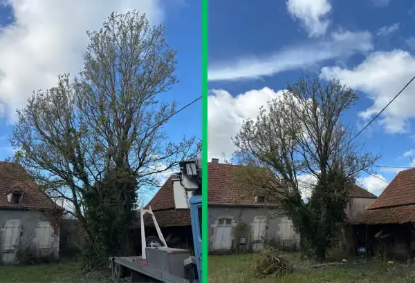 Taille d arbre elagueur paysagiste allier vichy saint germain des fossees