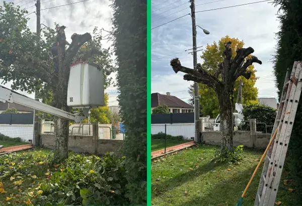 Taille d arbre-Élagueur Paysagiste Allier-élagage vichy-taille de haies-débroussaillage-entretien espaces verts-entretien jardin-taille d’arbre
