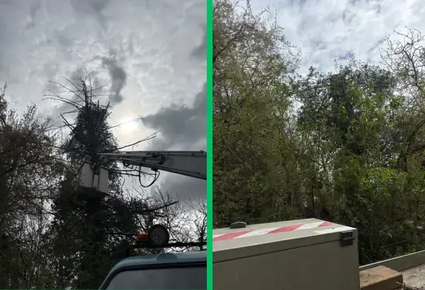 Taille d arbre nacelle elagueur paysagiste allier vichy saint germain des fossees