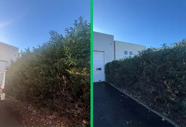 Taille de haies elagueur paysagiste allier elagage vichy taille de haies debroussaillage entretien espaces verts entretien jardin taille d arbre 2