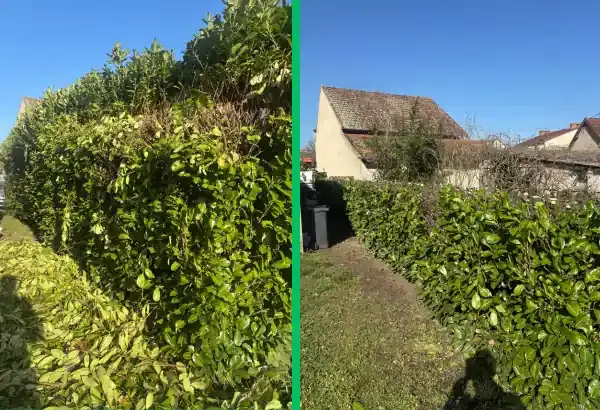 Taille de haies elagueur paysagiste allier vichy saint germain des fossees